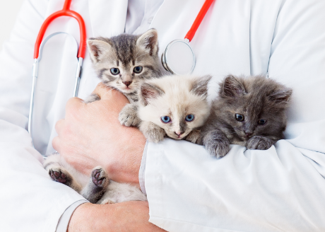 Dbałość o zdrowie zwierzaka