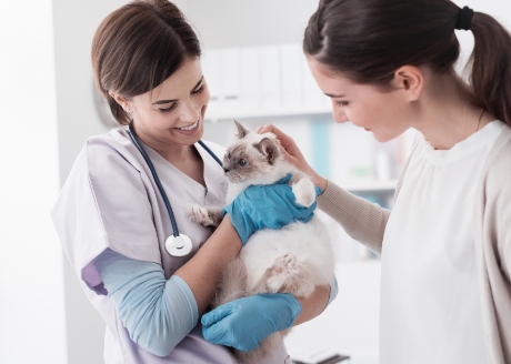 Idealna dla sterylizowanych kotów