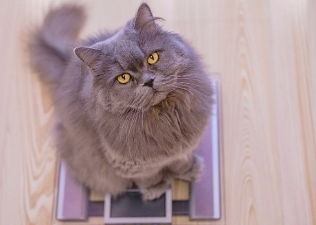 Utrzymanie odpowiedniej wagi