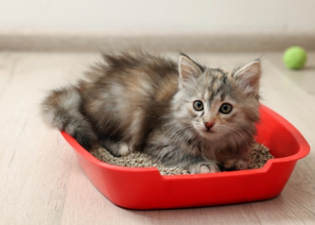 Wspieranie zdrowia dróg moczowych