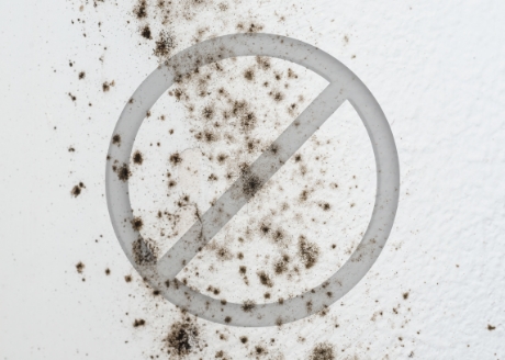 Przeciwdziała rozwojowi grzybów i pleśni