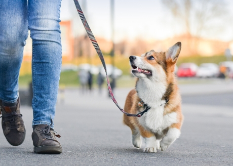 Niezastąpione podczas spacerów