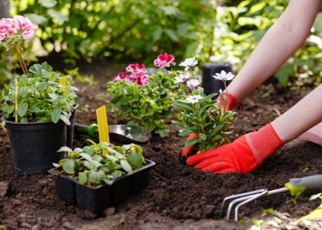 Łatwo przyswajalny przez rośliny