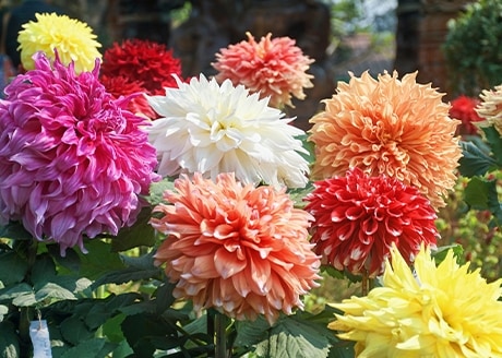 Zapewnia intensywną barwę kwiatów i liści