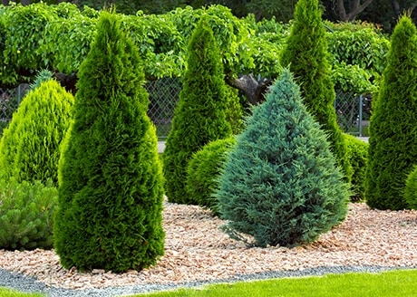 Zapewnia roślinom zdrowy wygląd