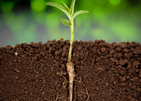 Pomoc w dobrym ukorzenianiu