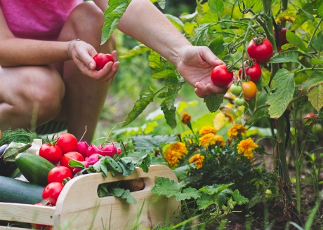 Przeznaczona do uprawy większości roślin ozdobnych i warzywnych