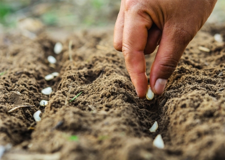 Zawiera startową dawkę nawozu