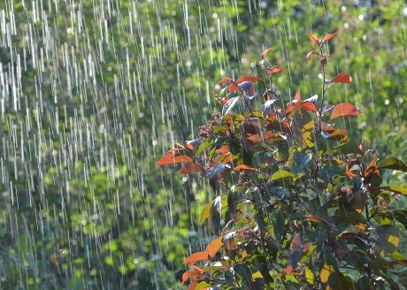 Zapewnia utrzymanie właściwej wilgotności podłoża