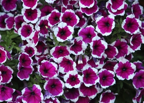 Piękna i bujna roślinność