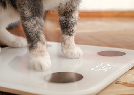 Obciążenie do 10 kg