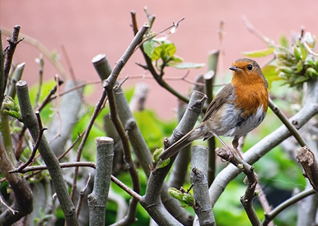 Maksymalna długość gałęzi