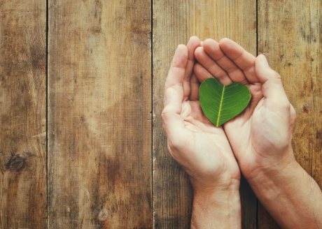 Pełna ochrona biologiczna drewna