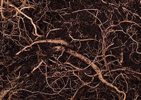 Stymulacja systemu korzeniowego