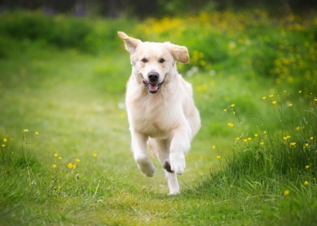 Zdrowe stawy i mocne kości