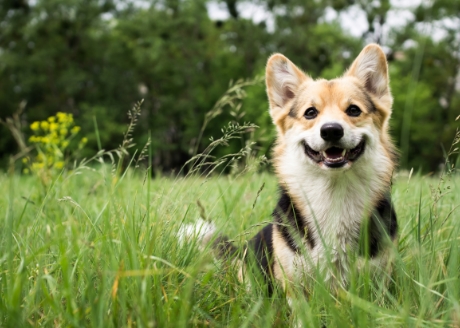 Wspomaganie trawienia