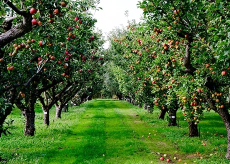 Produkt do ochrony drzew ziarnkowych i pestkowych