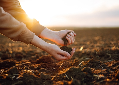 Poprawia strukturę gleby