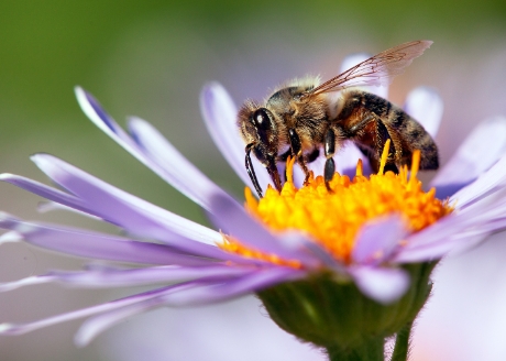 Skuteczny i nieszkodliwy