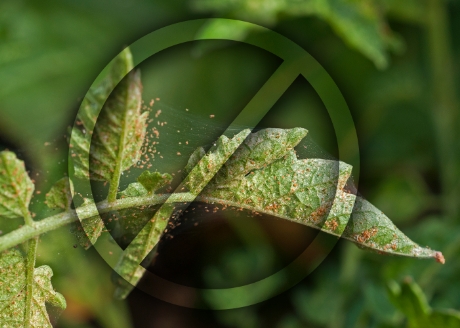 Skuteczność działania