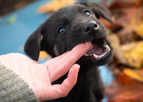 Aby Twój pies mógł realizować swoją naturalną potrzebę