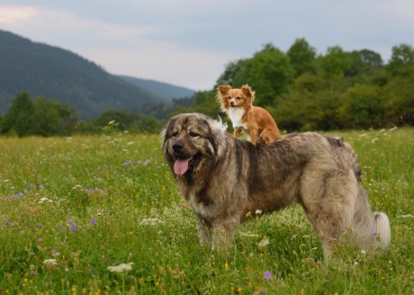 Uniwersalna zabawka dla każdego czworonoga