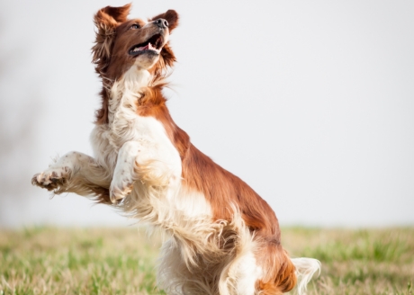 Zachęć psa do aportowania