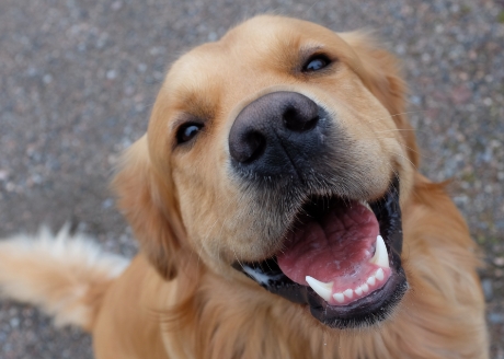 Aby pies mógł cieszyć się zdrowiem jamy ustnej