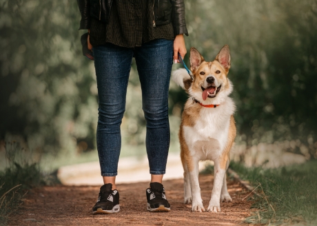 Szybko przypnij psa do pasów