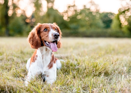 Wybierz smycz dopasowaną do wielkości psa