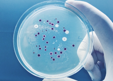 Działanie antyseptyczne