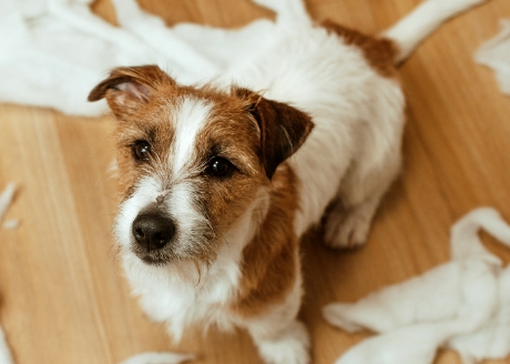 Odporność na rozerwanie