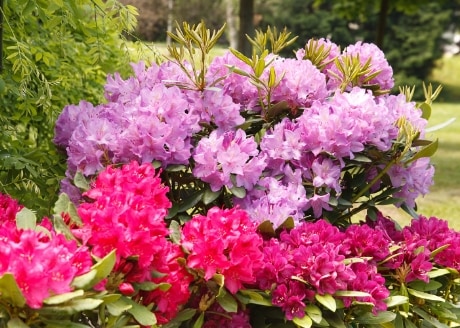 Możliwe stosowanie przy roślinach kwaśnolubnych