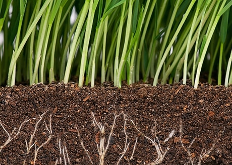 Optymalne napowietrzenie korzeni