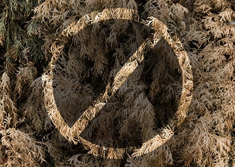 Likwiduje brązowienie igieł