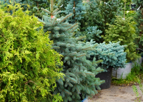 Do wszystkich roślin iglastych