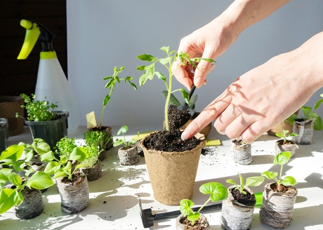 Gotowe podłoże do uprawy