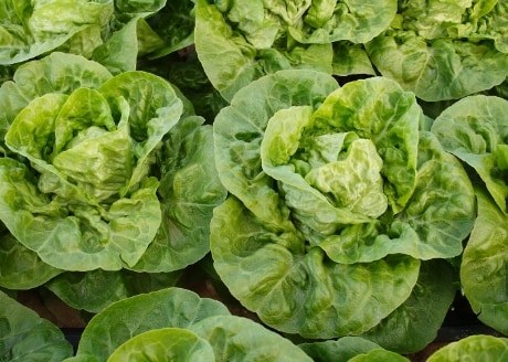 Polecane do roślin jadalnych