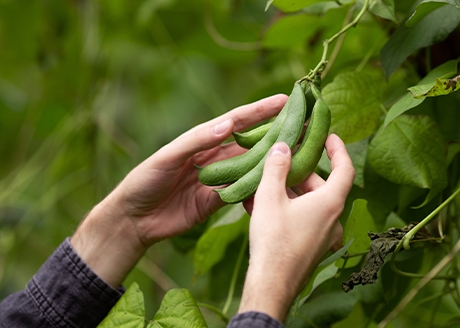 Stabilny wzrost roślin dzięki powolnemu działaniu