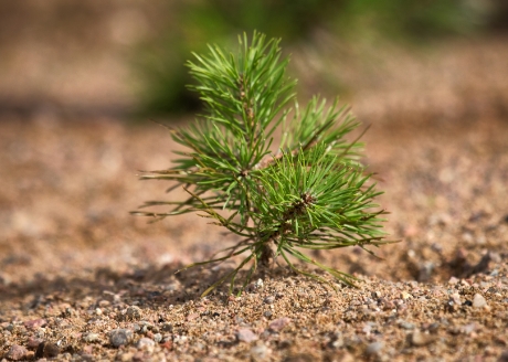 Zapewnia szybszy start wegetacji iglaków wiosną