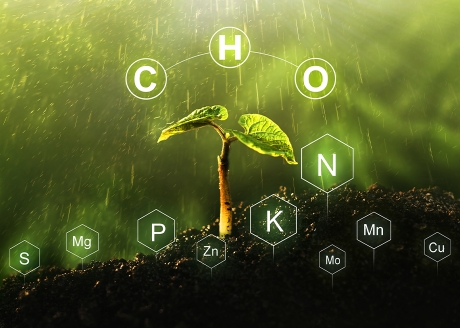 Ułatwia pobieranie składników pokarmowych