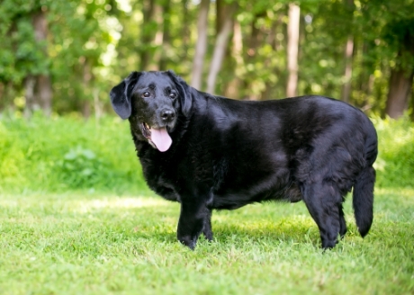 Idealna dla dorosłych psów ze skłonnością do nadwagi