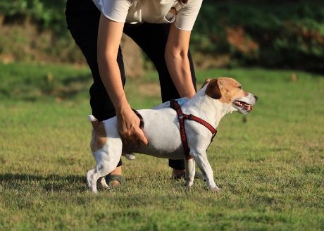 Utrzymanie stawów w dobrej kondycji