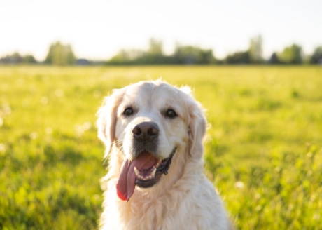 Idealna dla dorosłych psów