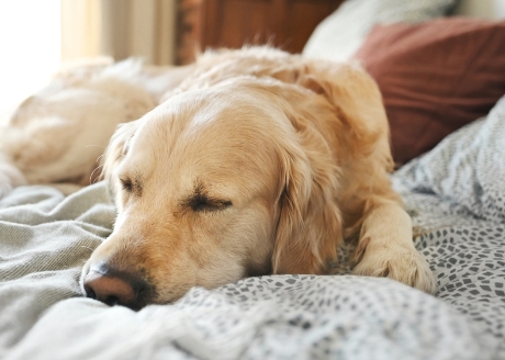 Optymalne żywienie psów o niewielkiej aktywności