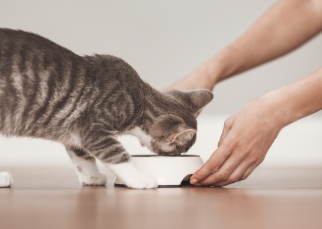 Zbilansowany posiłek