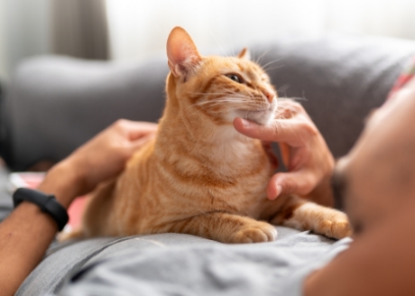 Idealna dla dorosłych kotów