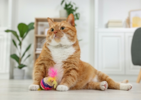 Zdrowy wygląd skóry i lśniąca sierść