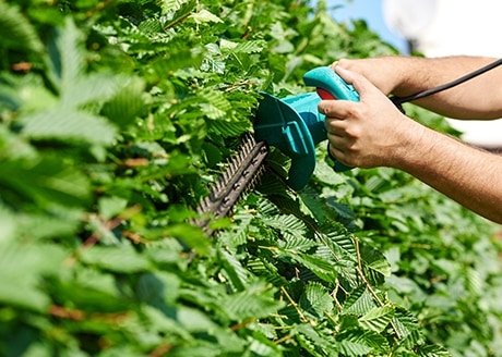 Długość nożyc do żywopłotu 10 cm