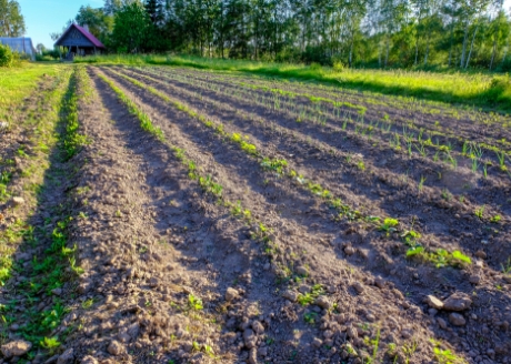 Idealna przy uprawie ziemi